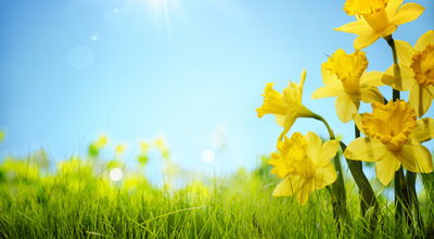 Frühlingsgenuss 3/3