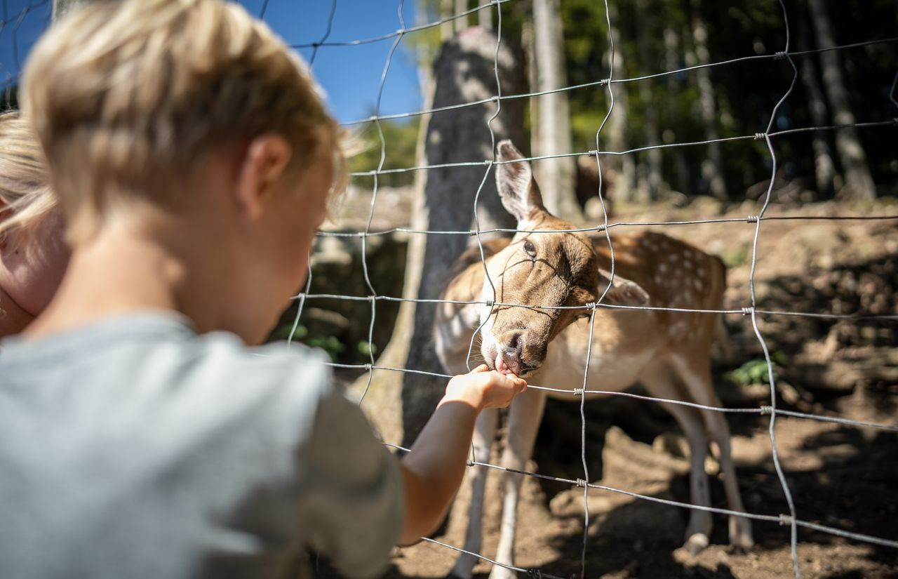 Tiere füttern des Steinwasen Parks.jpg