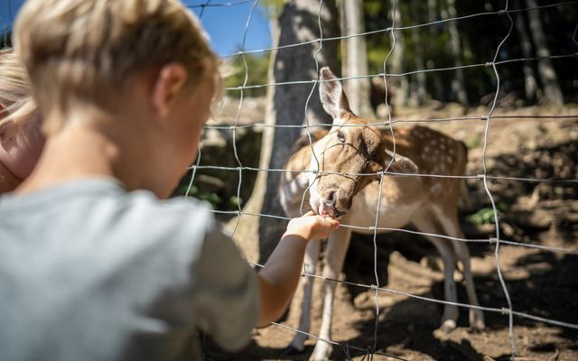 Tiere füttern des Steinwasen Parks.jpg