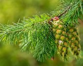 Pflanze einen Baum im Thüringer Wald - Douglasie
