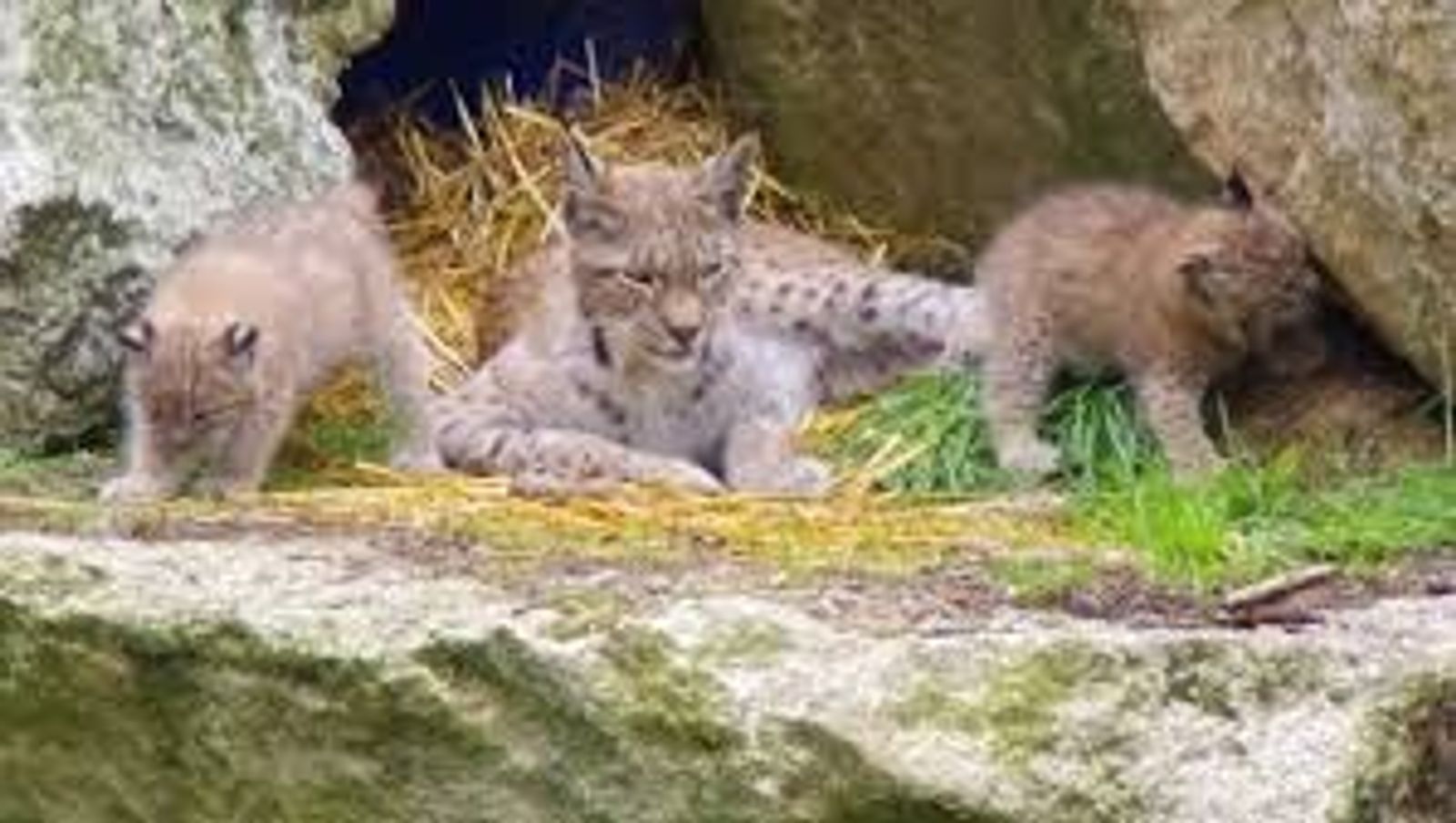 Wildtiersafari im Wildpark Mehlmeisel image 5 - Familotel Fichtelgebirge Mein Krug