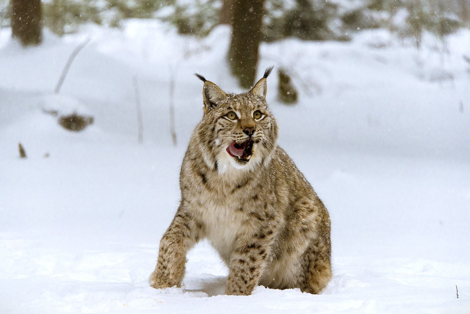Wildtiersafari im Wildpark Mehlmeisel image 2 - Familotel Fichtelgebirge Mein Krug