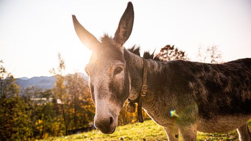 Esel im Streichelzoo - Kinderhotel Allgäuer Berghof