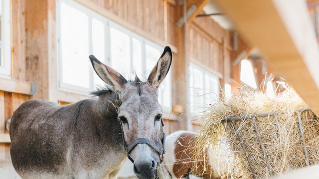 Last Minute in den Ottonenhof