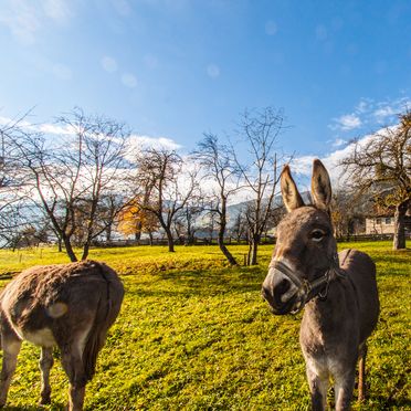 Donkey, Stollenberghütte, Fügenberg, Tirol, Tyrol, Austria