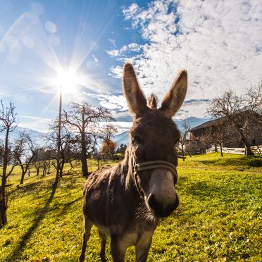 Donkey, Stollenberghütte, Fügenberg, Tirol, Tyrol, Austria