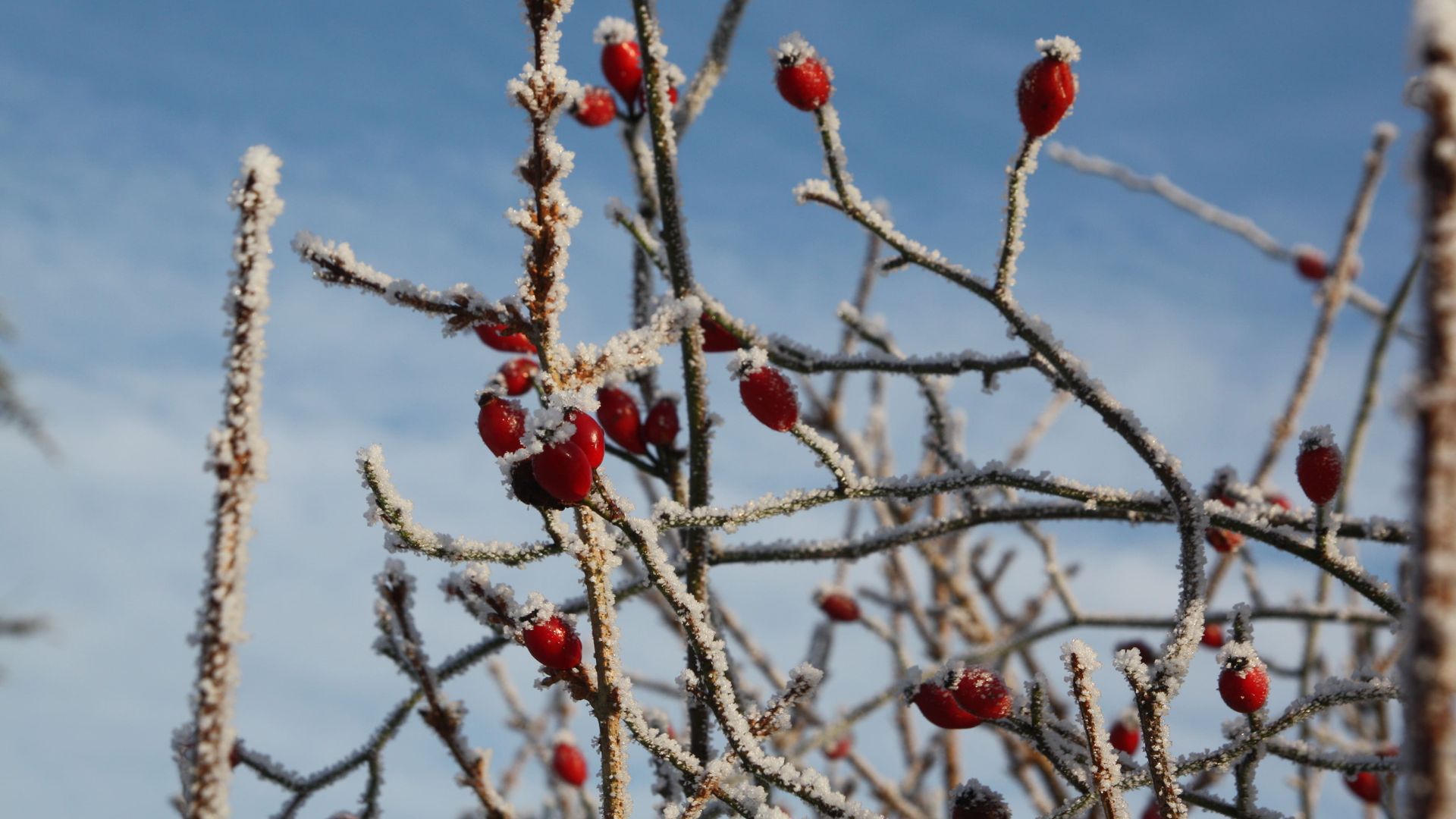 Winter magic