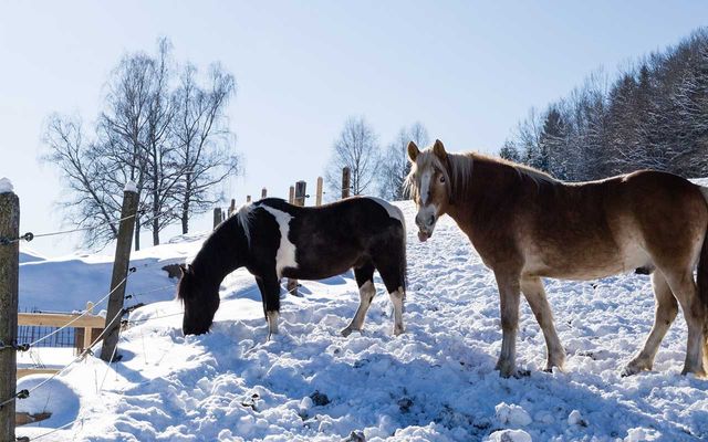 Winterurlaub im Familienhotel im Bayerischen Wald mit Schlittenfahren am Hotel.jpg