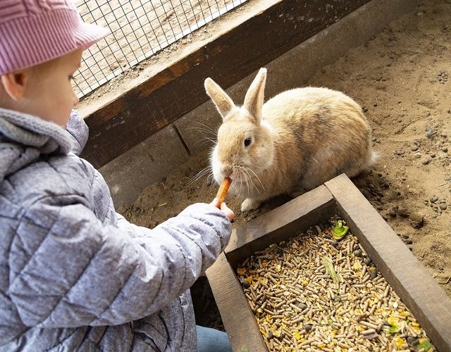 Angebot: Osterferien im Rookhus - Borchard's Rookhus