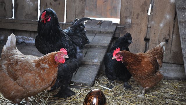 Bunte Ostertage auf dem Gut