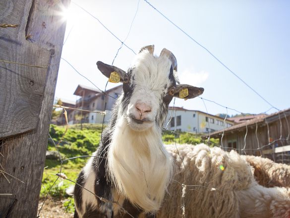 Schaf blick einen neugierig an auf dem Erlebnisbauernhof