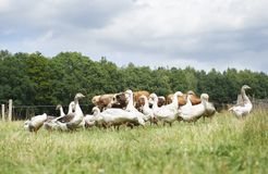 Biohotel Lindengut: Bio-Landwirtschaft - LindenGut, Dipperz, OT Kohlgrund, Hessen, Deutschland