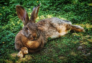 Raspl`s Osterhasen-Tage | 09.04.-14.04.2020