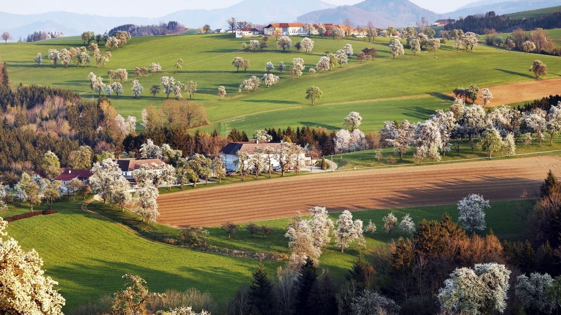 Birnbaumblüte im Mostviertel