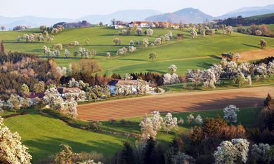 Angebot: Birnbaumblüte im Mostviertel - Kothmühle