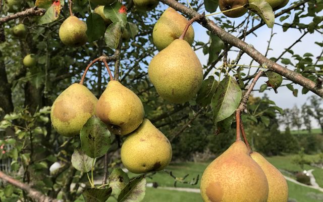 Pear harvest