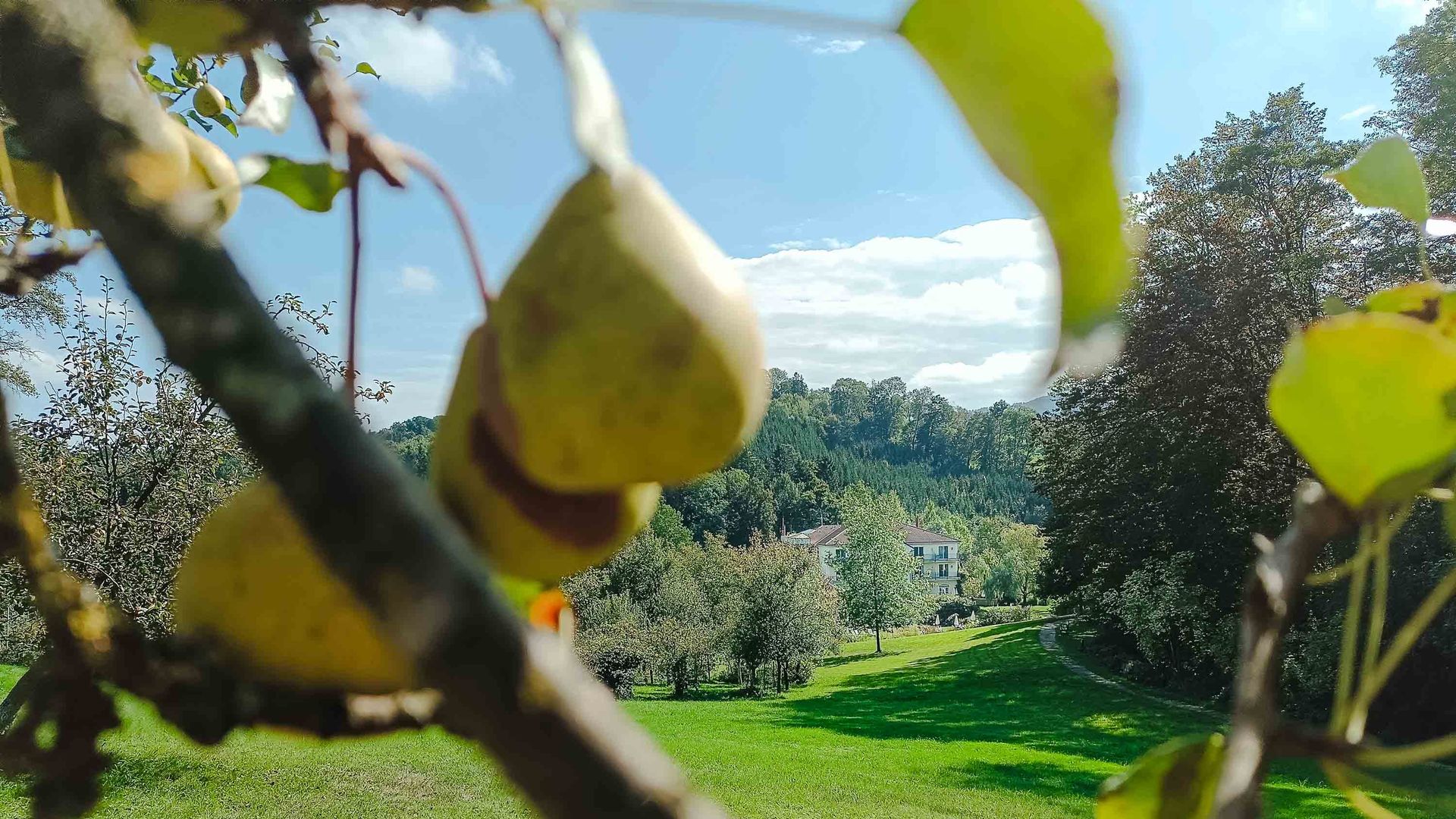 pear garden