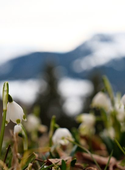 Angebot: Last Minute Frühlingsangebot -15% - Tanneck