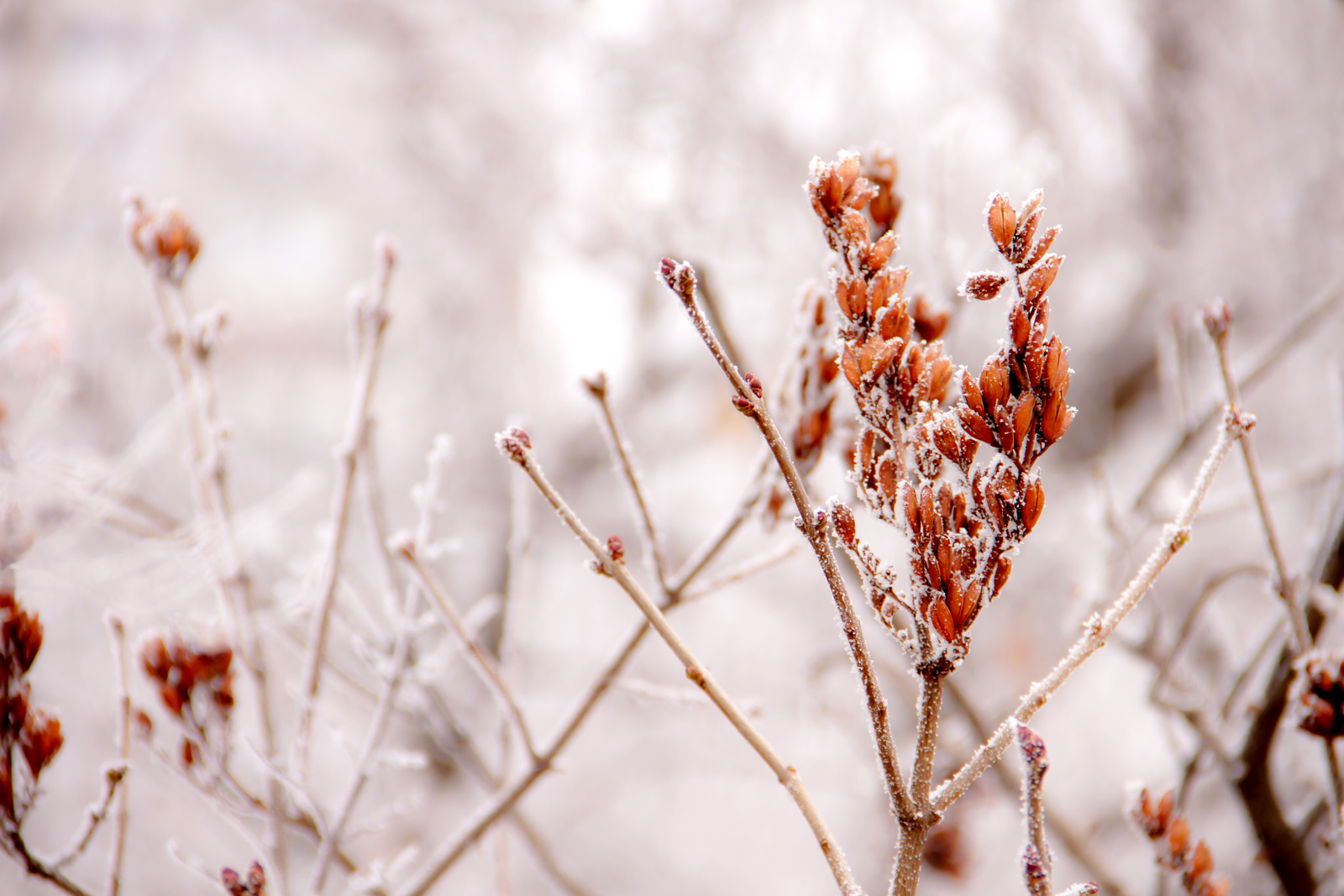 Campingzauber & Christmas Garden image 9 - Wirthshof Resort