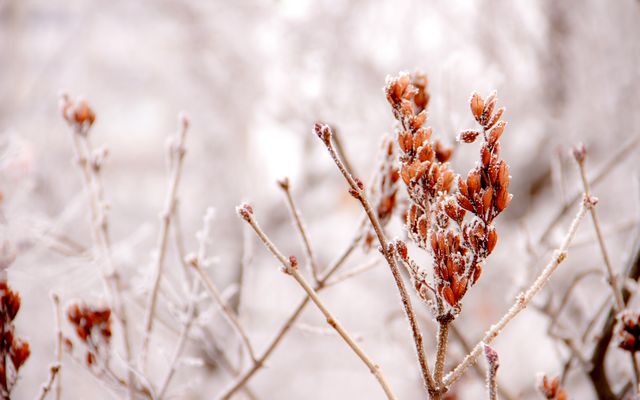 Winter magic at the Hotel & Mainau-glossy image 2 - Wirthshof Resort