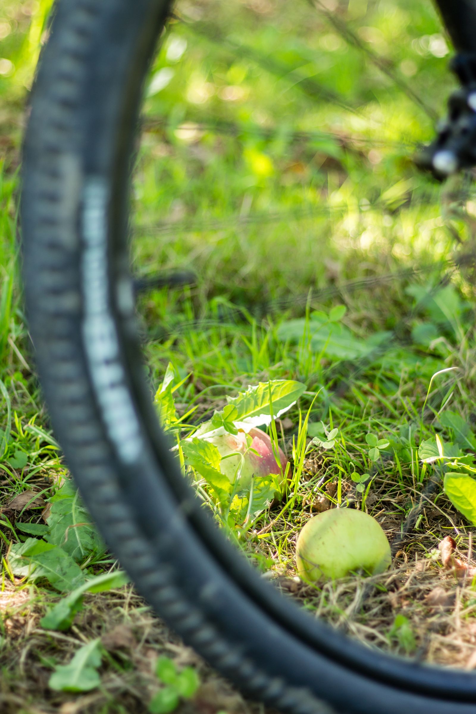 Cycling & hiking enjoyment on Lake Constance image 8 - Wirthshof Resort