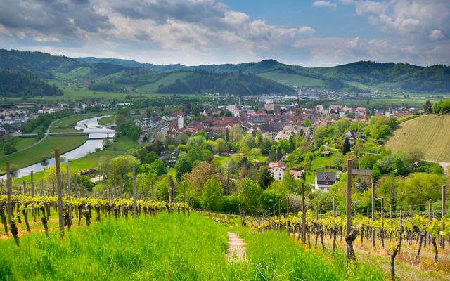 Tagesarrangement "Weinentdeckerreise" image 3 - Hotel Sonne Gengenbach