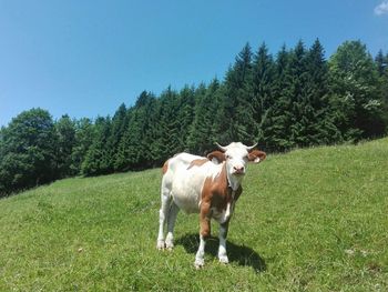 Rengerberg Hütte - Salzburg - Österreich