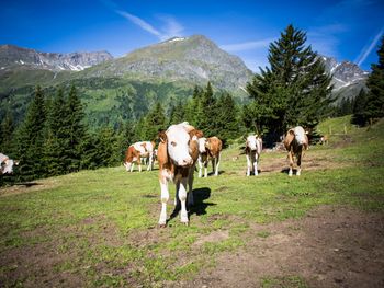 Tröglesalm - Tirol - Österreich