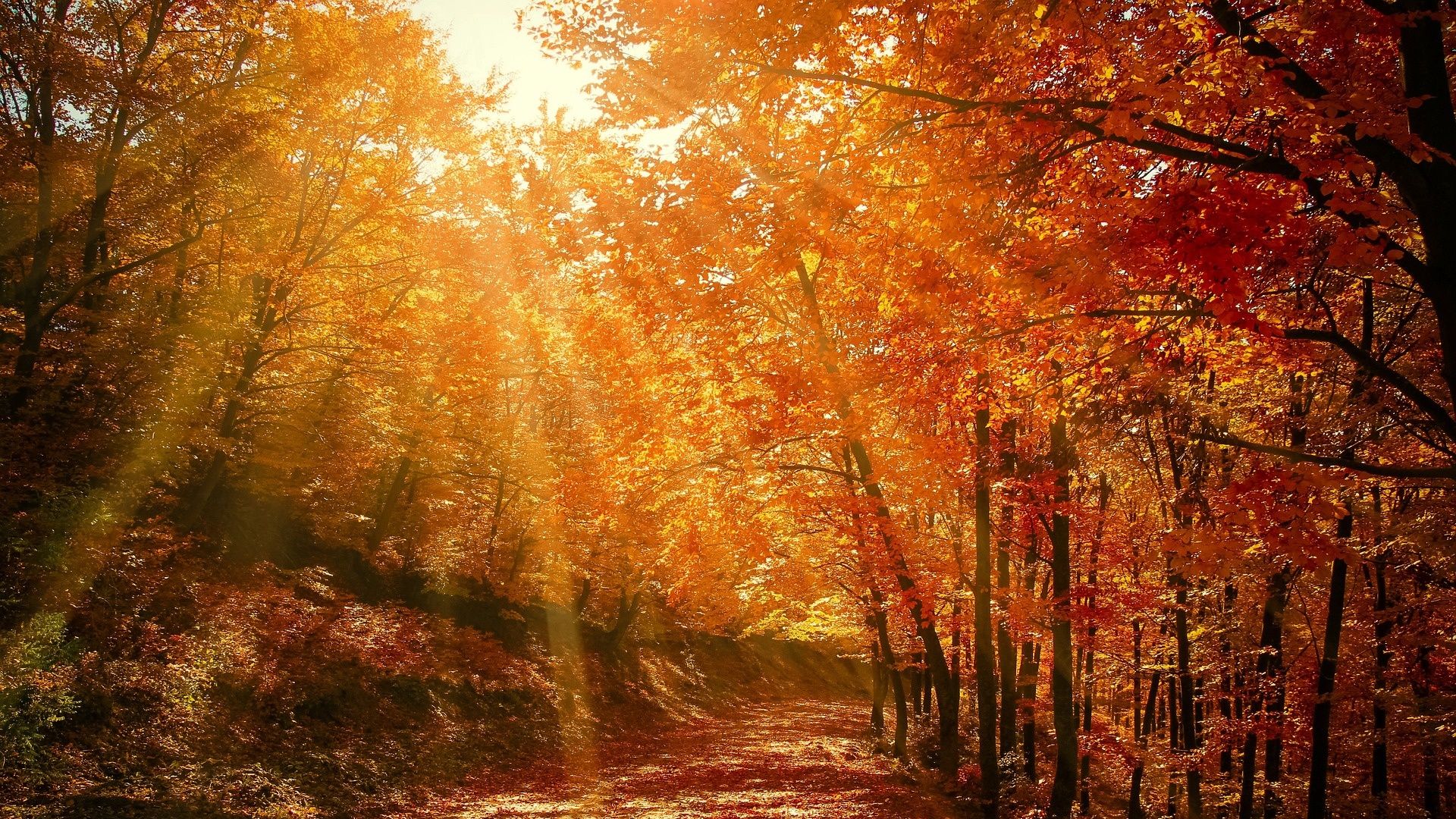 Goldener Herbst im Pirchnerhof