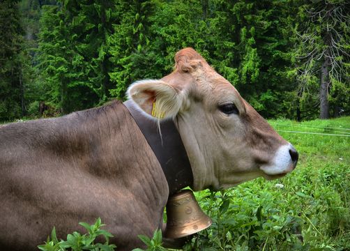 Berghüs Schratt, Oberstaufen-Steibis, Allgäu, Bavaria, Germany (25/47)