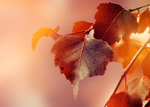 Biohotel Schratt Wandern Herbst - Berghüs Schratt