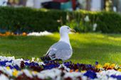 Frühling in Warnemünde 2027