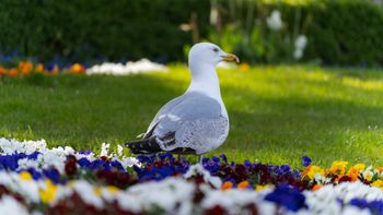 Frühling in Warnemünde 2027