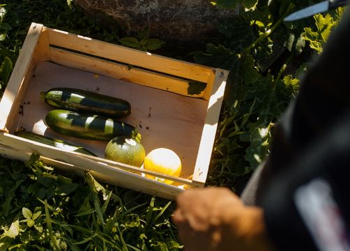 Biohotel Steineggerhof: Ernte im Permakulturgarten - Bio- und Bikehotel Steineggerhof, Steinegg, Dolomiten, Trentino-Südtirol, Italien