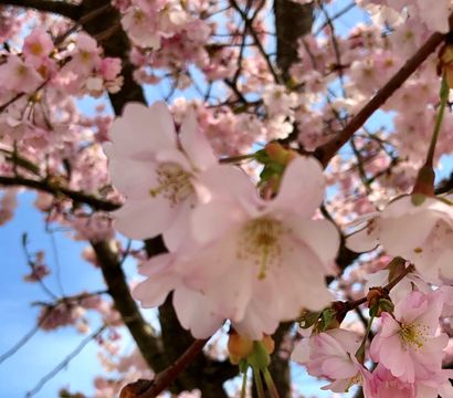 Ortner´s Resort : "Spring awakening in the Ortner´s Resort"