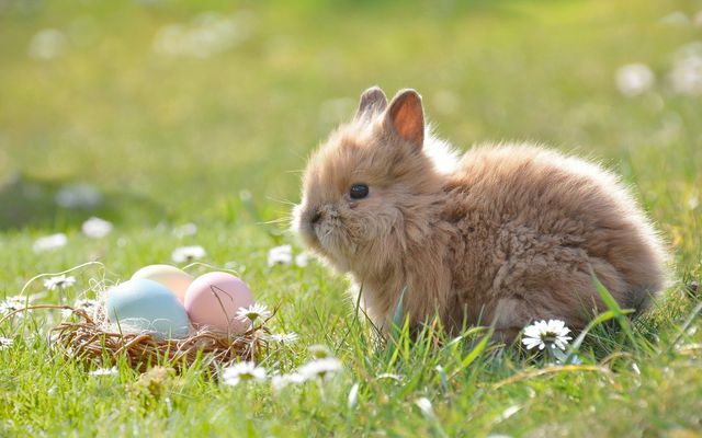 APPARTEMENT-Familienzeit - Fröhliche Ostern image 1 - MONDI Resort Oberstaufen
