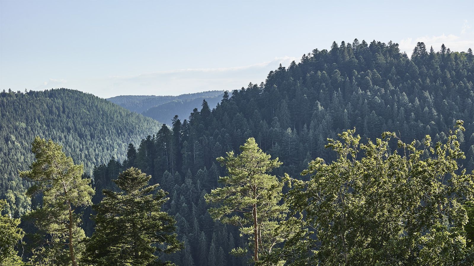 Bild #12 - Hotel Kronelamm im Schwarzwald