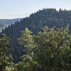 Hotel Kronelamm im Schwarzwald-image-9