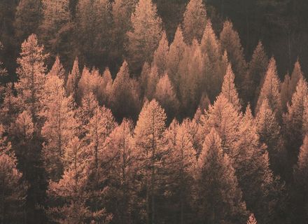 Offer: November Wellness Getaway: 4=3 - die HOCHKÖNIGIN Mountain Resort