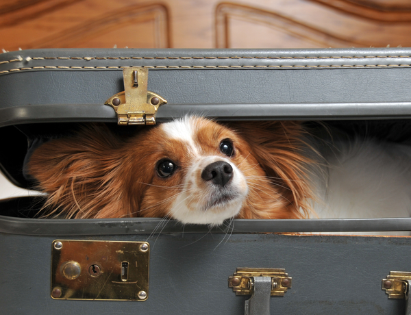 Hund - B2 Hotel