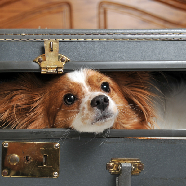 Hund - B2 Hotel