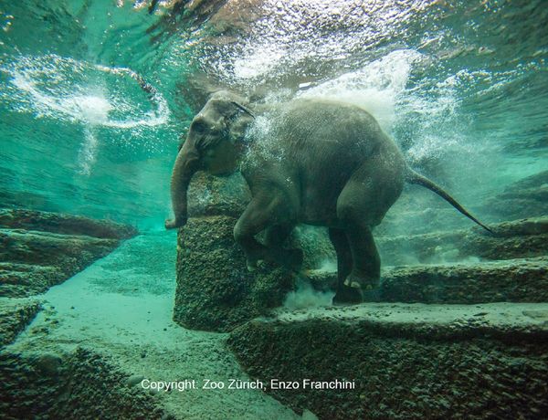 Zoo Zurich ticket - B2 Hotel