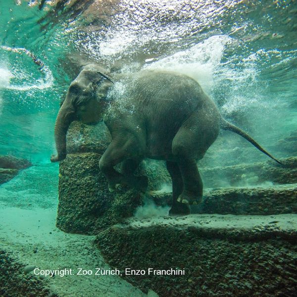 Billet Zoo Zurich - B2 Hotel