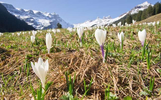 Krokus