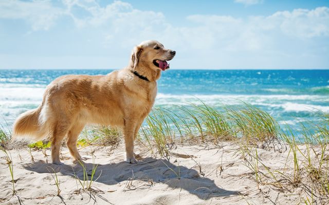 Hund (bei Sturmhaube, Vogelkoje, Hummerkoje & Mobilheime möglich) - Gut Oehe