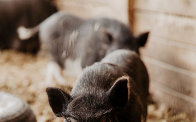 Unsere Hängebauchschweine