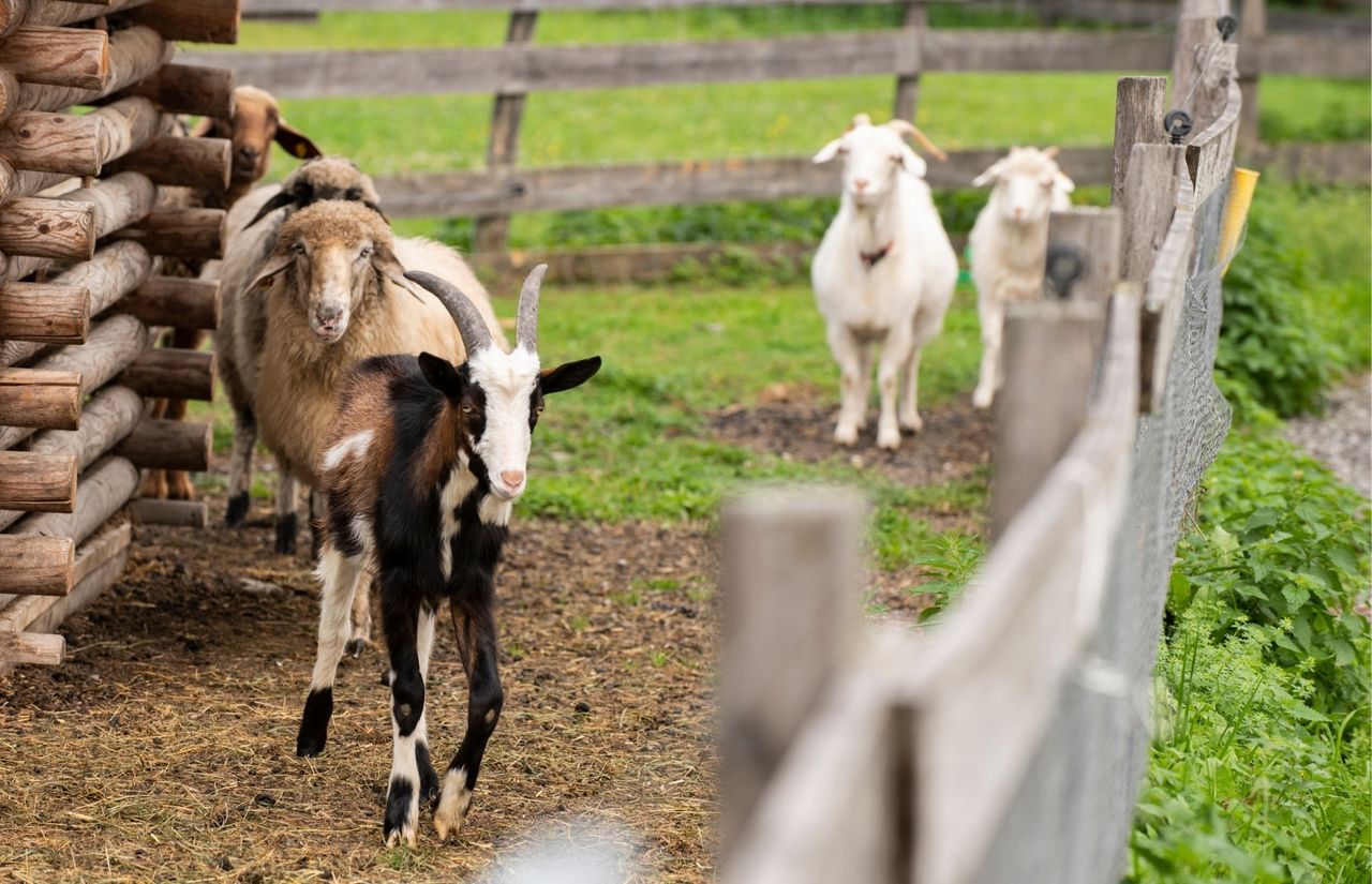 Ziegen auf der Pony-Ranch