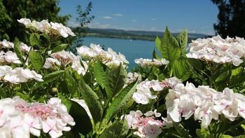 Auszeit im Hotel Aurelia - Bodensee mit Schifffahrt und Insel Mainau