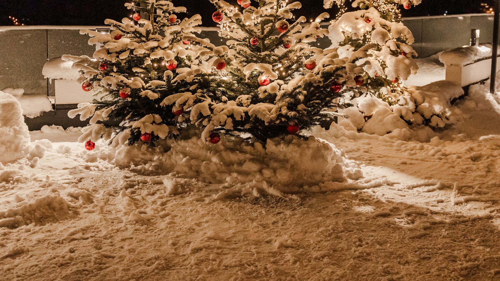 Schneebedeckte Weihnachtsbäume im Freien