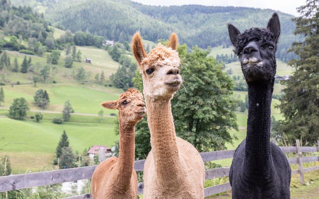Familotel Kärnten Der Kirchheimerhof - Superior Refugium: 1001 G´Spass mit Alpaka, Pony & Co.